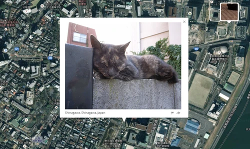 Googleマップに猫画像の場所を表示するサービス登場！　近所の猫も探せる？