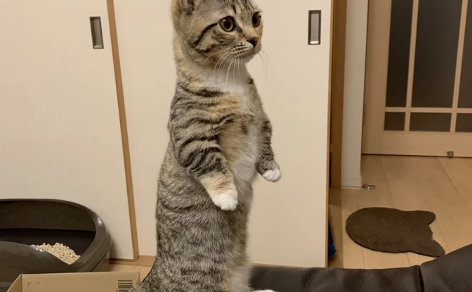 【写真】見習うべき姿勢の良さ！ 背筋を伸ばして直立する猫さんが話題