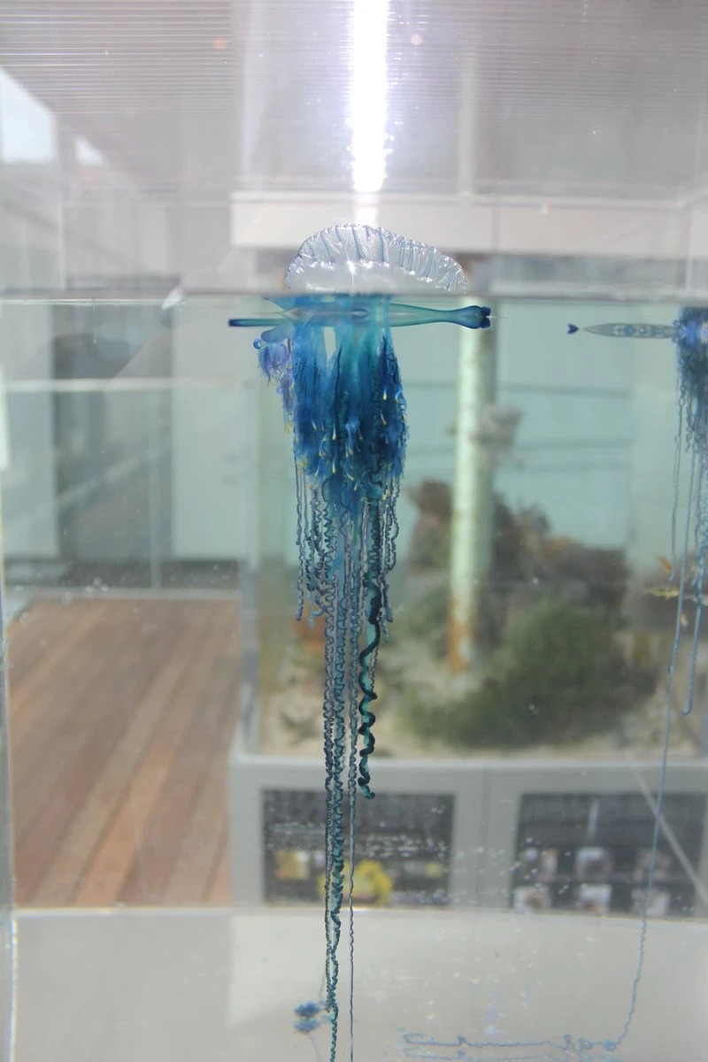 【猛毒】夏の海…電気クラゲだ　美しきカツオノエボシが水族館で展示中👀