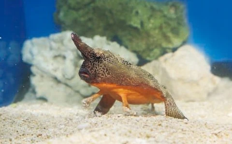 サンシャイン水族館に「へんないきもの」大集合！ ダイオウグソクムシもいるよ