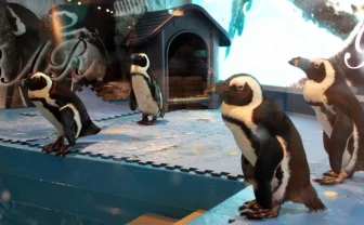 仕事中だったけど、池袋の新名所「ペンギンのいるBAR」に行ってきた！