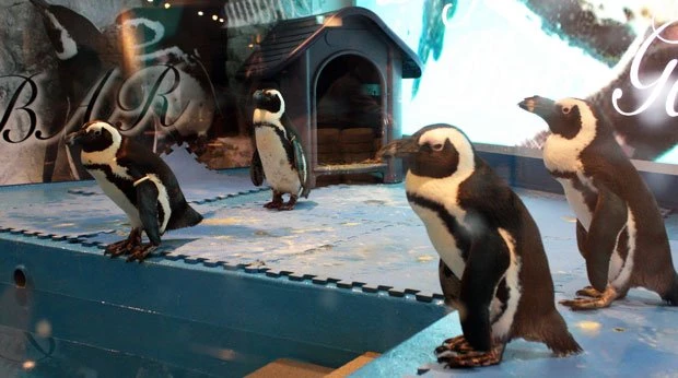 仕事中だったけど、池袋の新名所「ペンギンのいるBAR」に行ってきた！