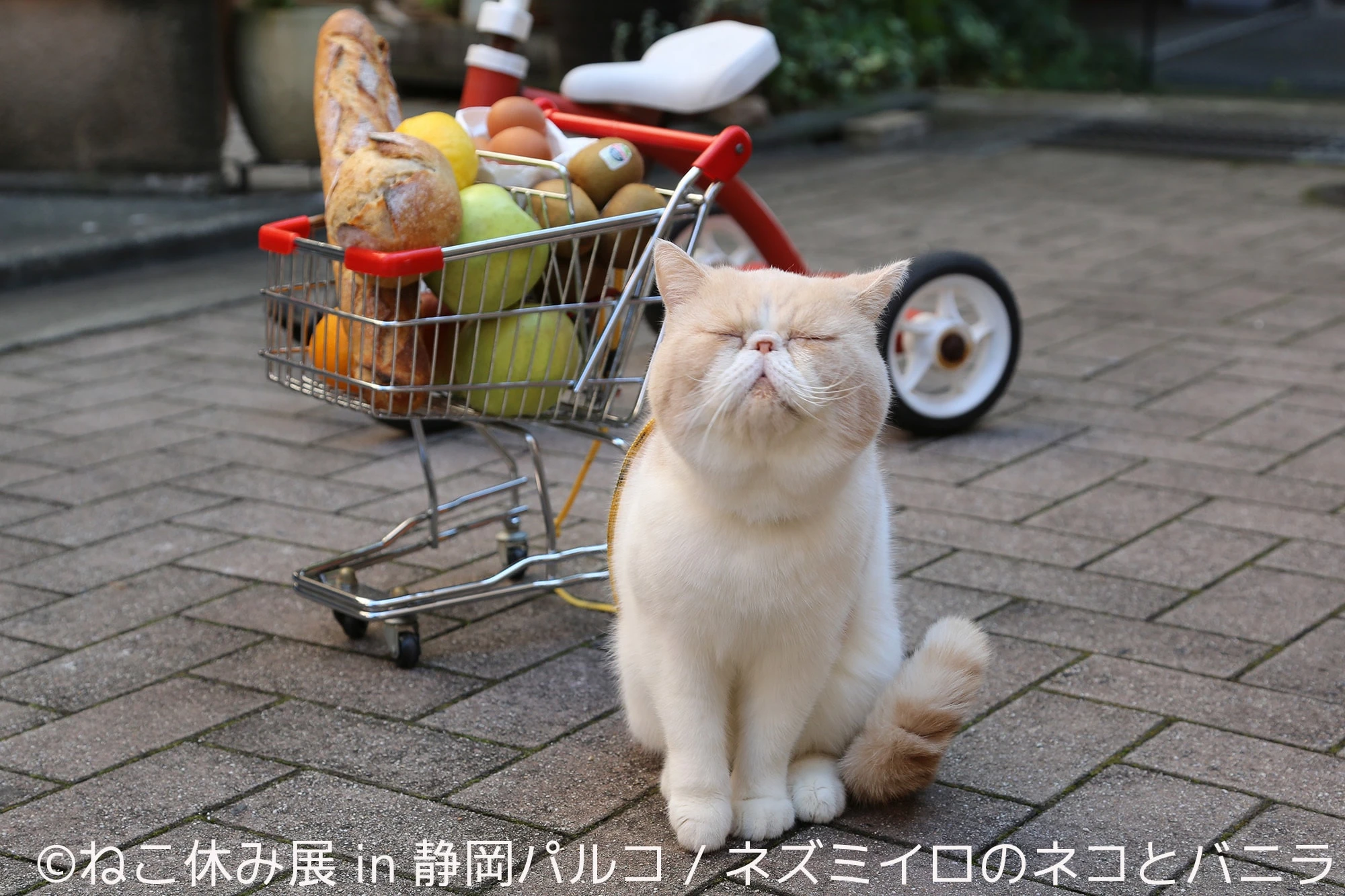「ねこ休み展」静岡パルコに凱旋　ネコと一緒に春が来るニャ🐾