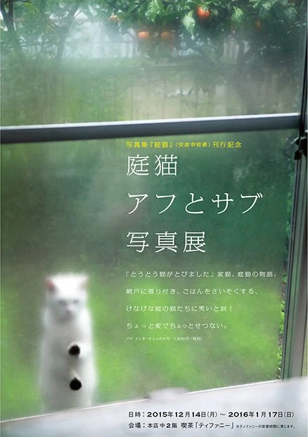 写真集『庭猫』刊行記念展　家の中を覗くノラネコの健気さに癒される