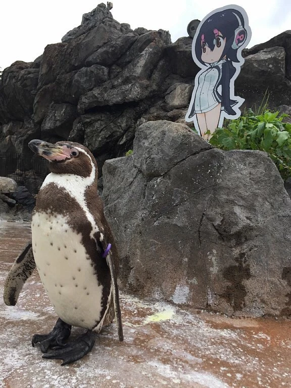 『けものフレンズ』に恋するペンギン死ぬ　フルル声優 築田行子も悼む
