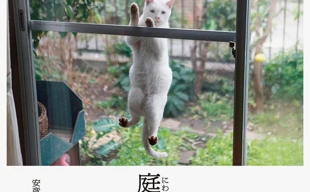 家の窓に飛びついて覗いてるにゃん… 写真集「庭猫」が癒される！