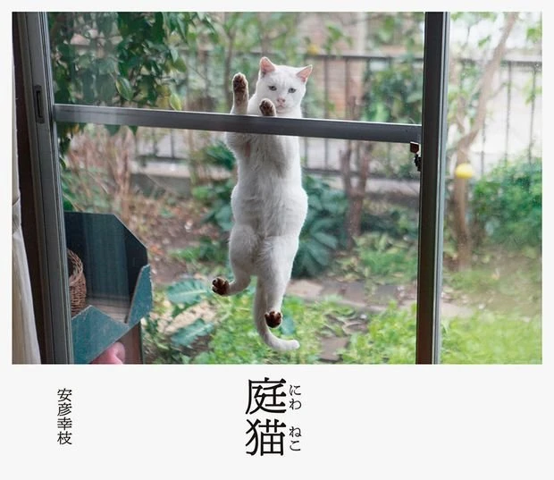 家の窓に飛びついて覗いてるにゃん… 写真集「庭猫」が癒される！