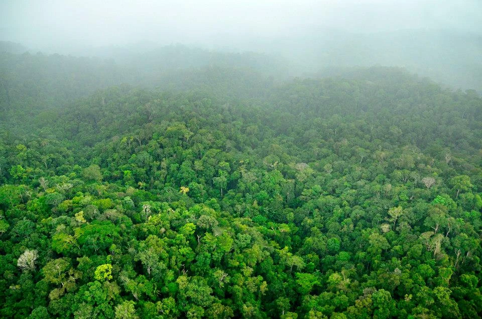 画像は、Conservation Internationalの公式Facebookページより　“トロピカルエデン”と呼ばれるスリナムの熱帯雨林地帯
