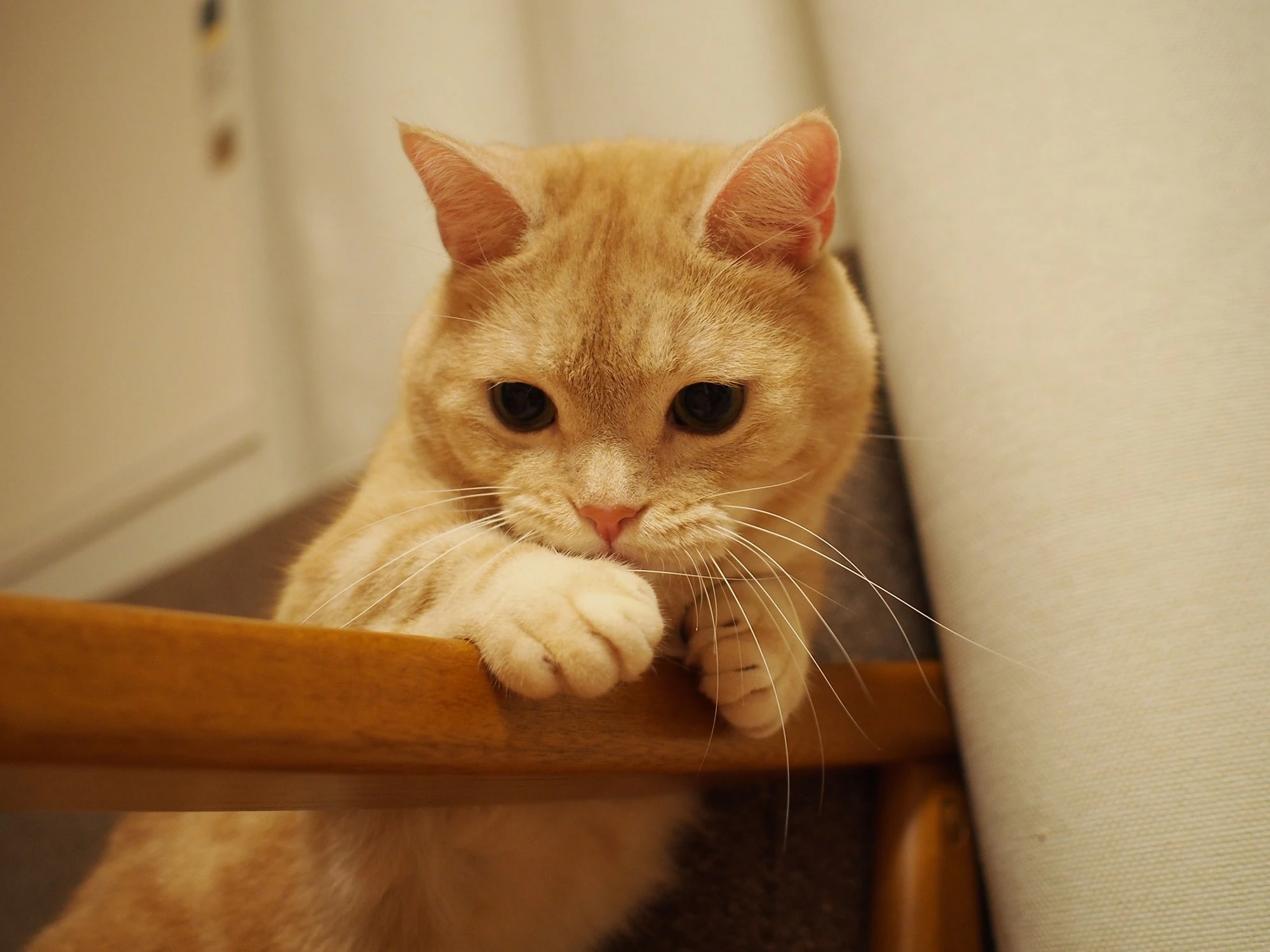 春「ねこ休み展」が名古屋に🌸　愛猫🐱が誌面に登場するチャンスも