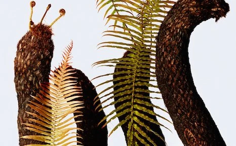 「ウルトラ植物博覧会」 世界中の希少植物を集めたプラントハンターの展覧会