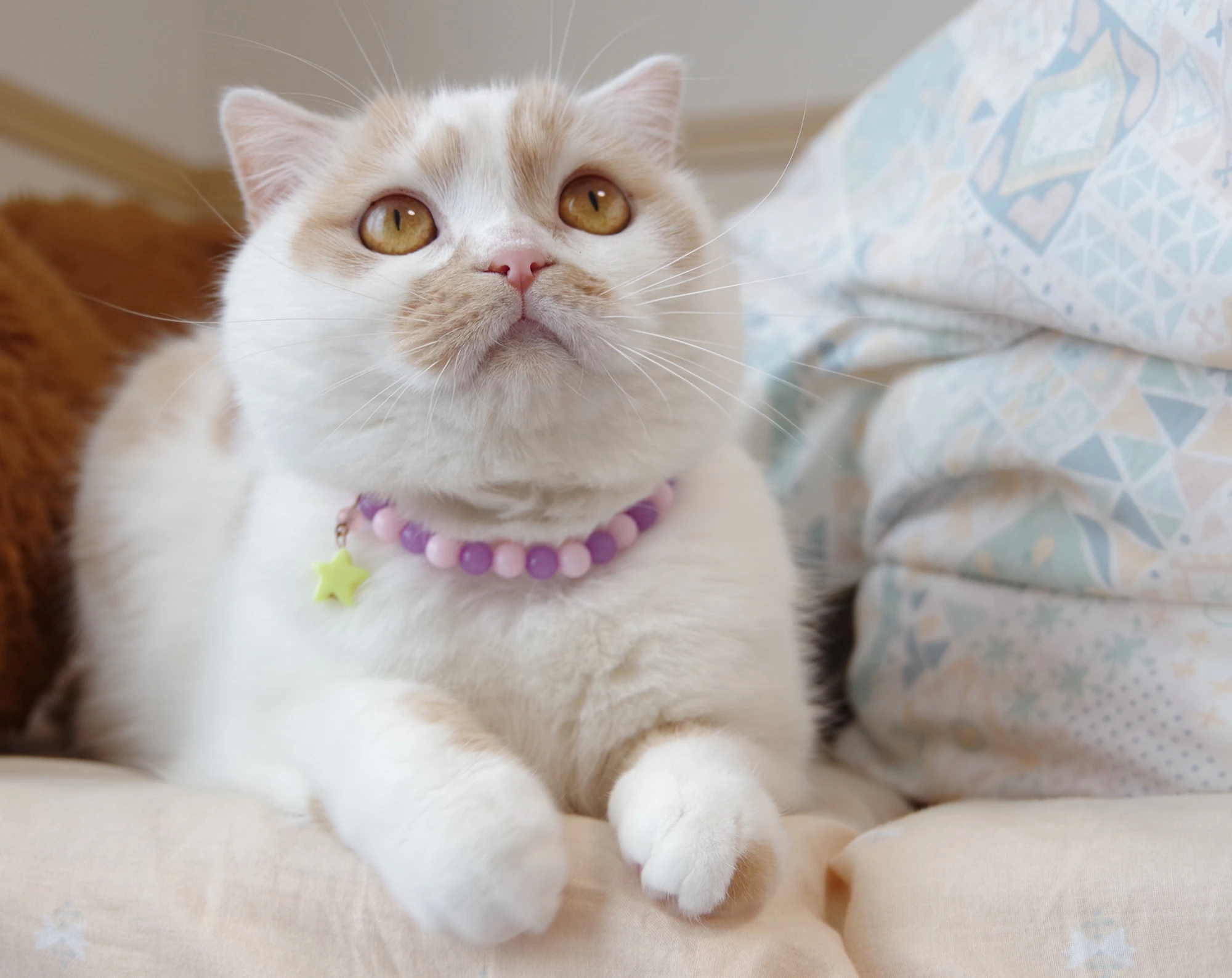 「ねこ休み展」が2年ぶり札幌で　スター猫たちの可愛すぎる作品250点