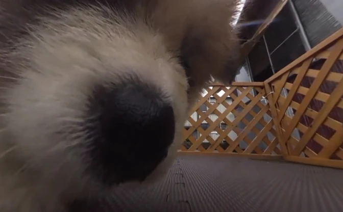 秋田犬の赤ちゃんに囲まれてキュン死　360度動画「いきもの目線」がすごいぞ
