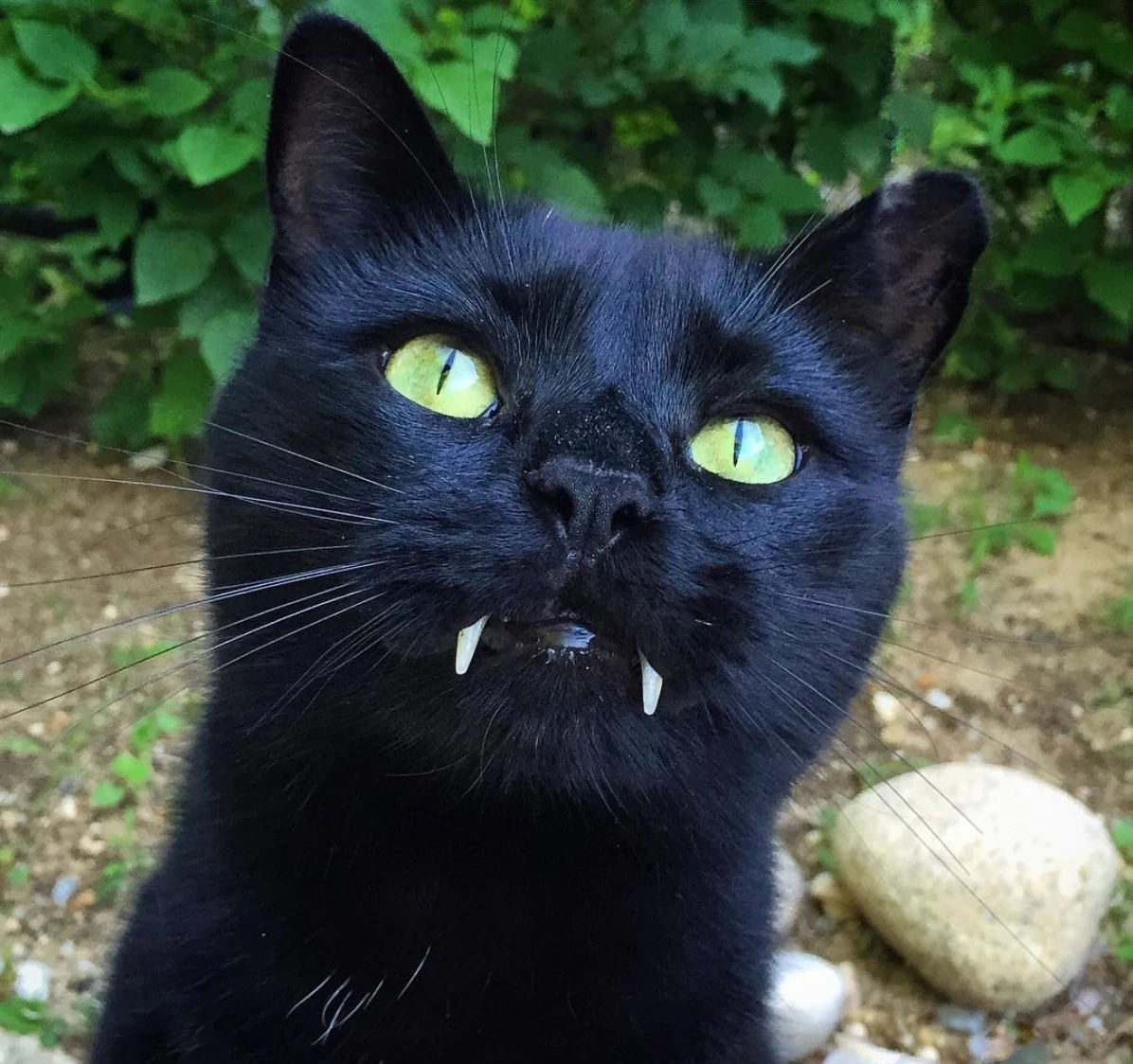 Vampire Cat／画像は、Instagram（@monkandbean)より