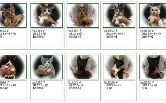 保護された猫による猫カフェ　200匹以上の里親を募集中