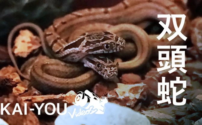 【動画】双頭のヘビ　 世界的に希少性の高い2つの頭を持つシマヘビの飼育現場