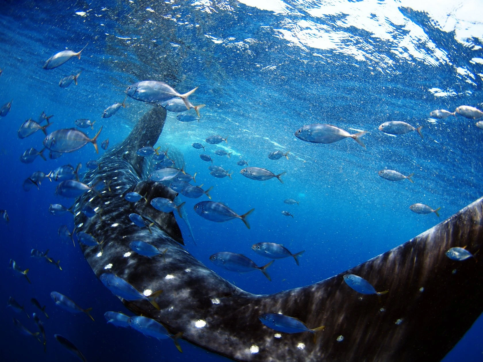 メキシコ・ユカタン半島沖のジンベエザメ