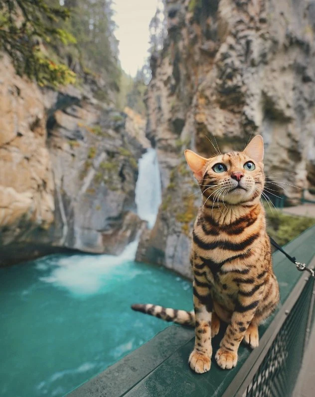 冒険ネコこと「Suki The Cat」が神秘的な美しさ　そのたたずまいに吸い込まれる