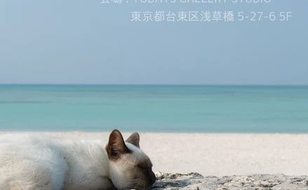 猫写真界のスターたちによる「ねこ休み展」開催！ 水中ニーソの古賀学も