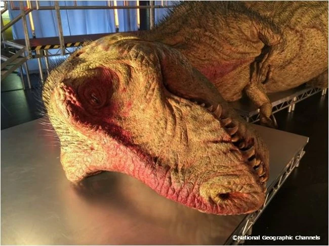 世界初ティラノサウルスを解剖再現　制作はスター・ウォーズ ジャバの生みの親
