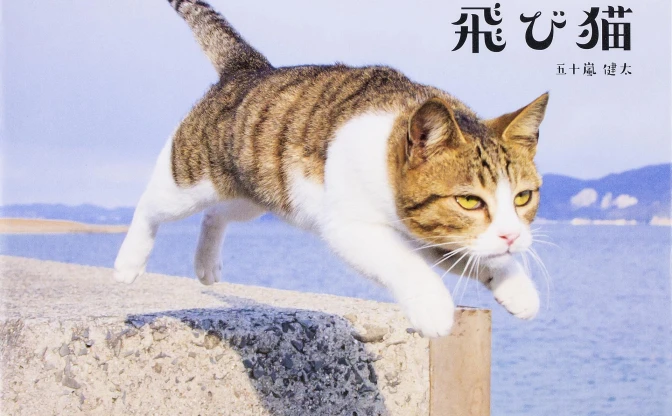 「飛び猫」五十嵐健太の写真展　新作『ねこ禅』の写真も先行公開