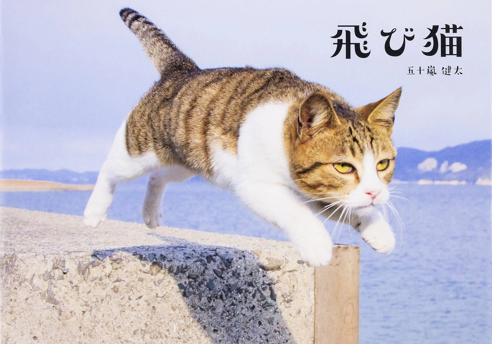 「飛び猫」五十嵐健太の写真展　新作『ねこ禅』の写真も先行公開