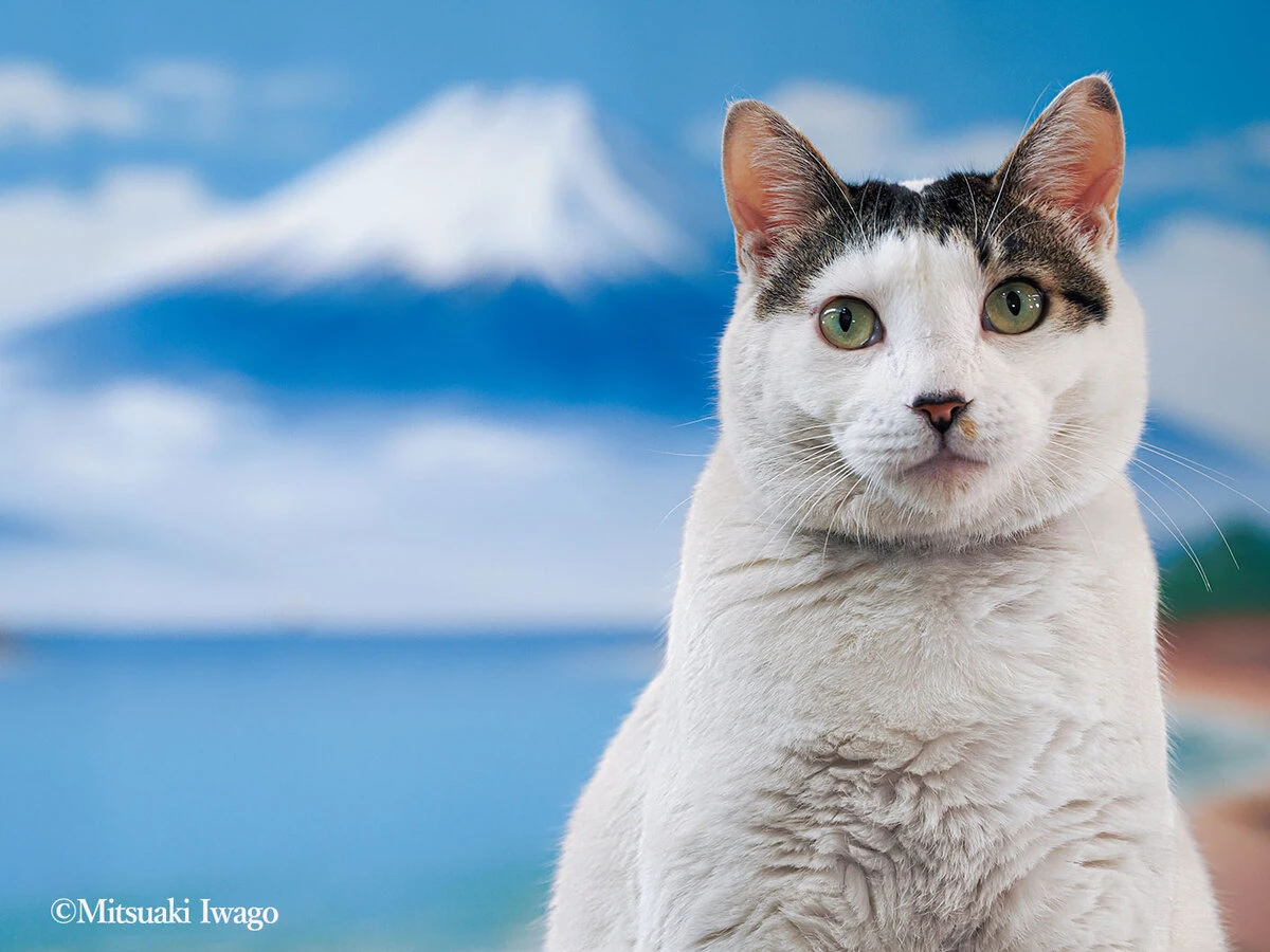 『岩合光昭の世界ネコ歩き』10周年で写真展　約150点の展示は全て新作