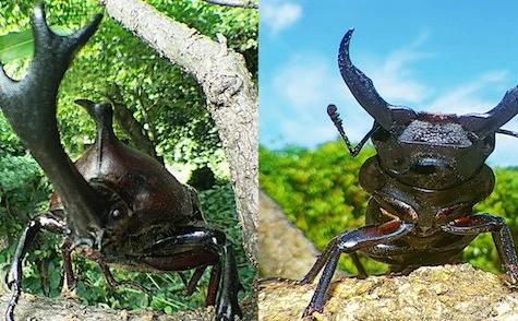 世界初“アリ目線”で昆虫世界に迫る！ 3D映画『アリのままでいたい』