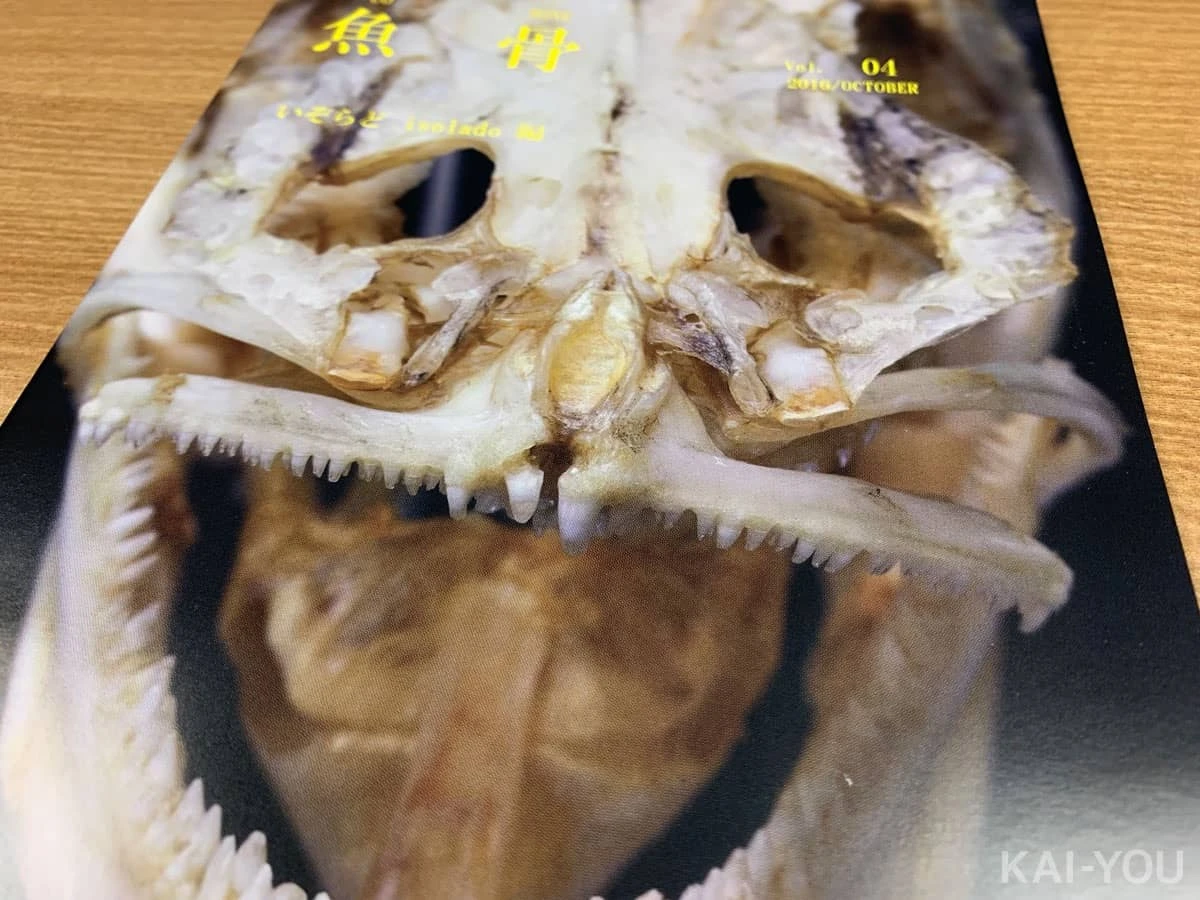骨格標本を生魚から自作するいぞらどさんの『魚骨』