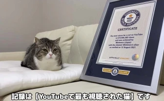 YouTubeで最も視聴された猫 「もちまる日記」もち様がギネス認定 - KAI-YOU