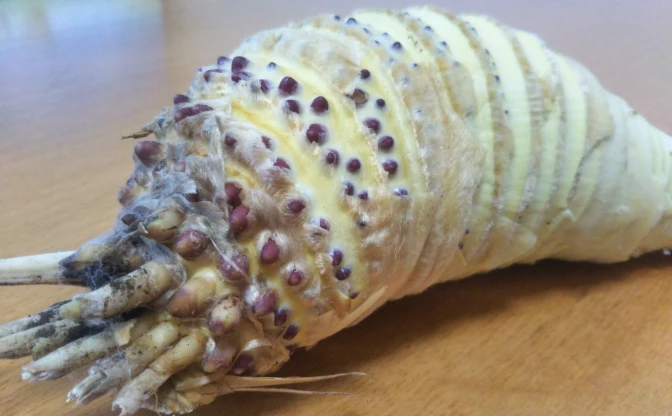 【画像】とある野菜の皮を剥いたら、完全に王蟲でした