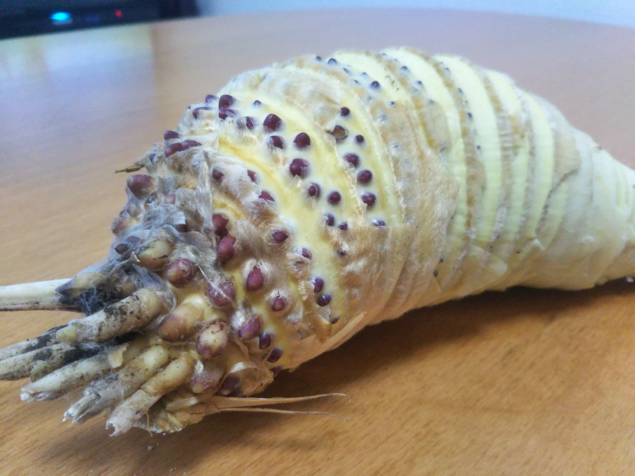 【画像】とある野菜の皮を剥いたら、完全に王蟲でした