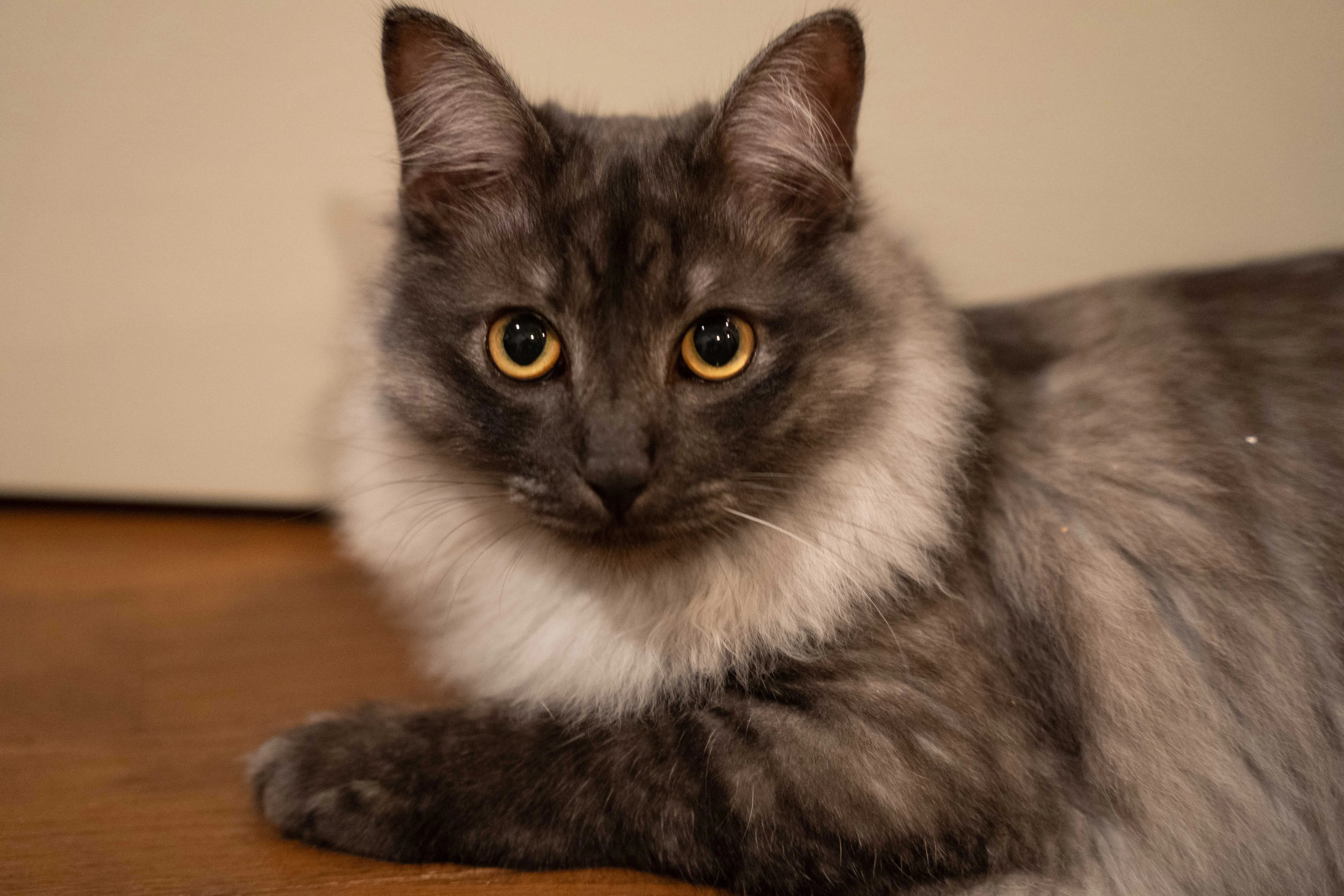 『MeowTalk Cat Translator（にゃんトーク）』に協力してくれた猫・ニコくん