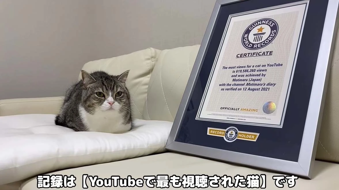 YouTubeで最も視聴された猫　「もちまる日記」もち様がギネス認定.jpg