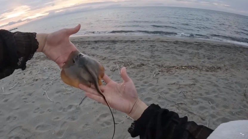 釣り上げたアカエイの内臓、毒針などの処置を終えた