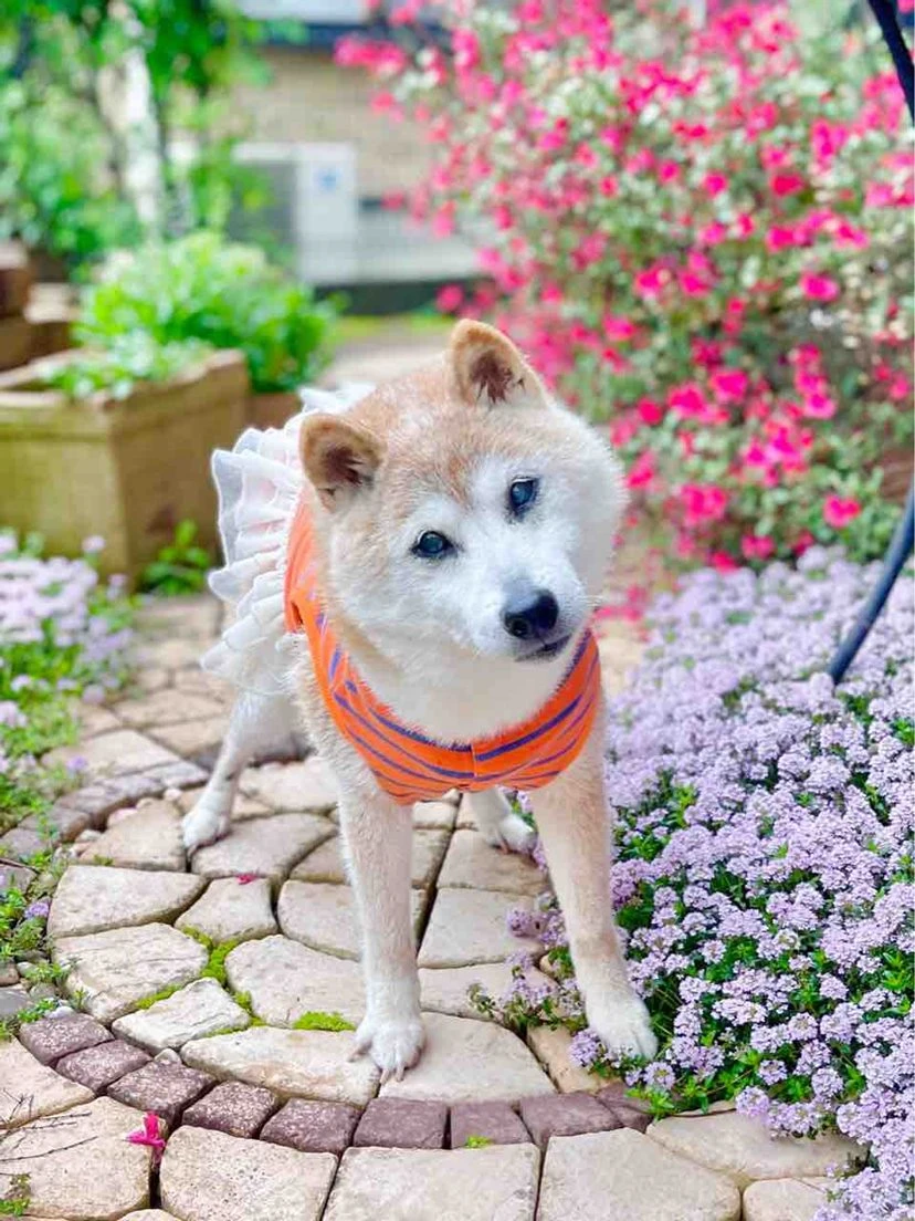 Doge（ドージ）」ミームで知られる柴犬・かぼす