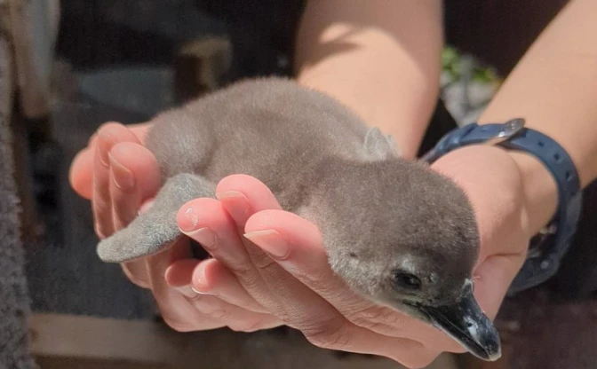 サンシャイン水族館、赤ちゃんケープペンギンの名前投票を開始　もふもふでかわいい！