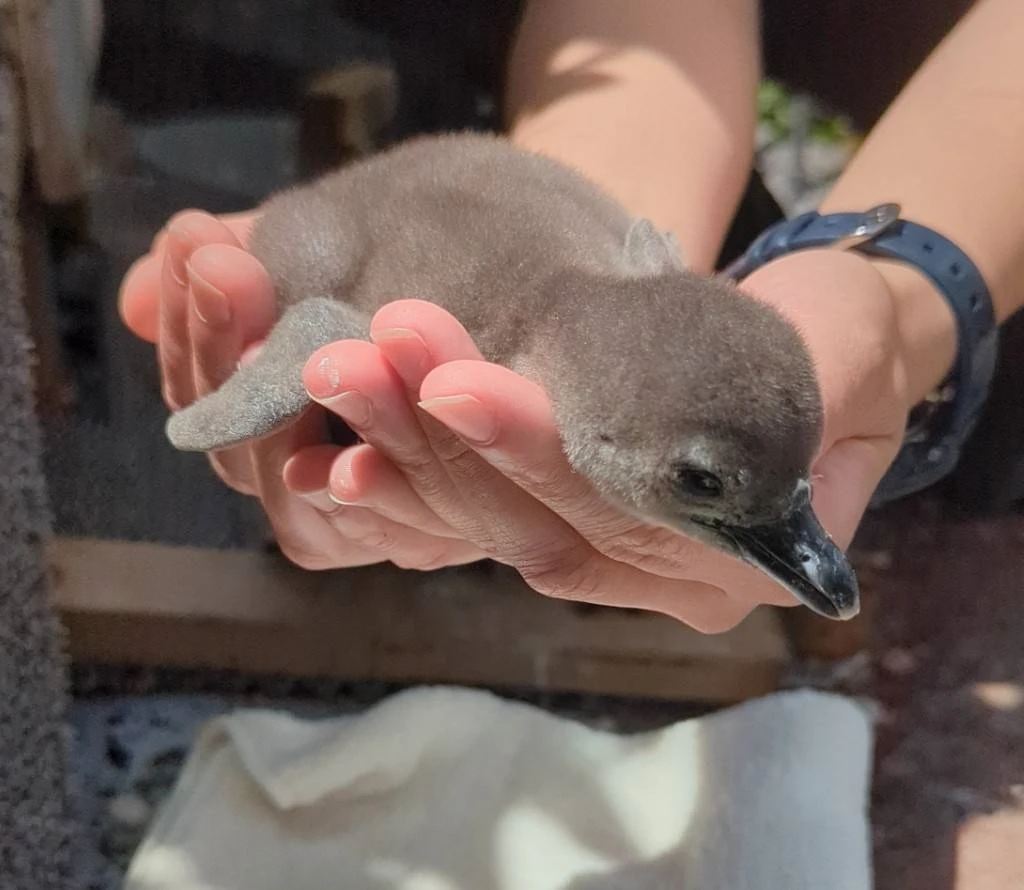 サンシャイン水族館、赤ちゃんケープペンギンの名前投票を開始　もふもふでかわいい！