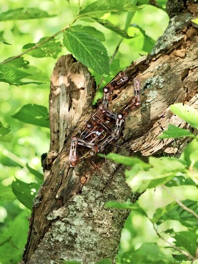 洗濯バサミでできた「クワガタ」