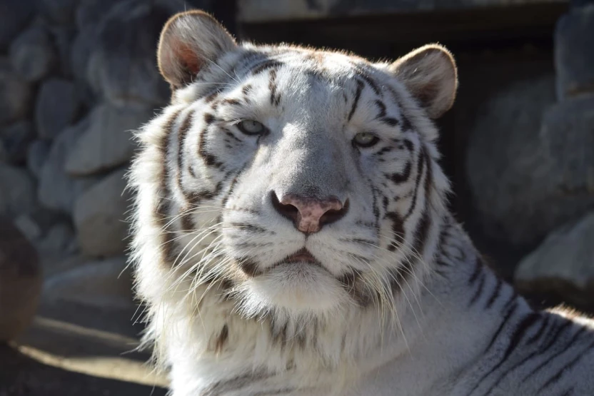 東武動物公園で飼育されているホワイトタイガーのロッキー