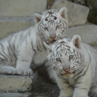 東武動物公園で飼育されている2頭のホワイトタイガーの赤ちゃん「チビとら」