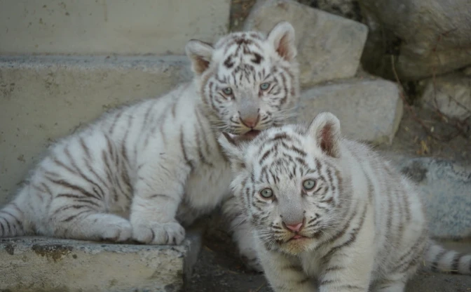 東武動物公園、話題の赤ちゃんホワイトタイガー「チビとら」の貸切見学会を開催