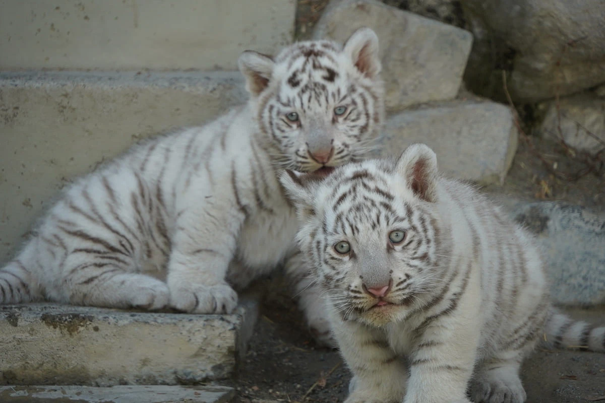 東武動物公園、話題の赤ちゃんホワイトタイガー「チビとら」の貸切見学会を開催