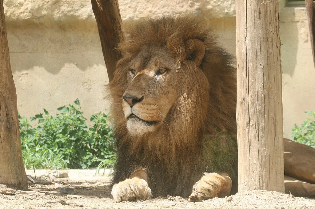 東武動物公園で飼育されているライオンのバラッド