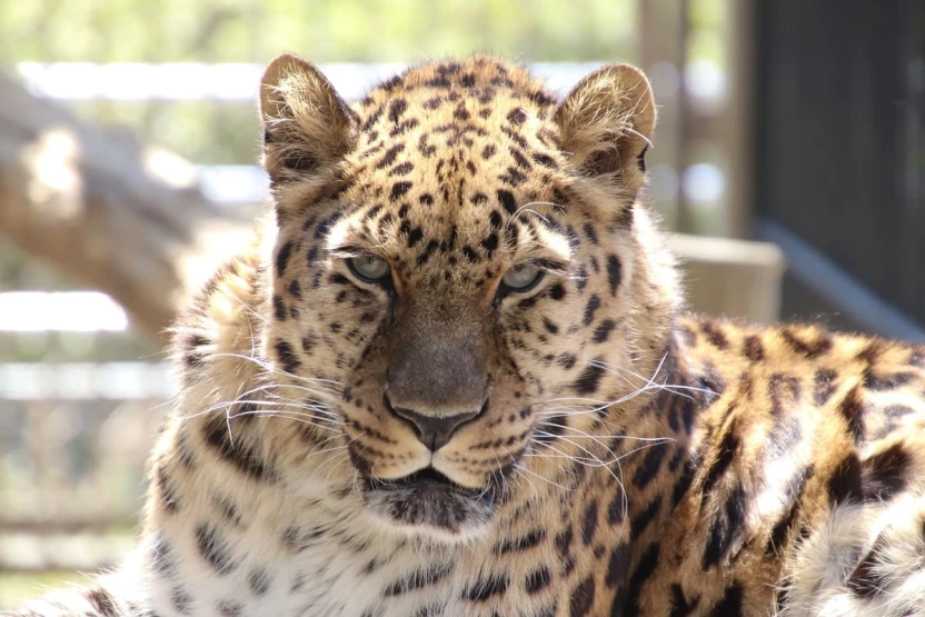 東武動物公園で飼育されているアムールヒョウのアブス