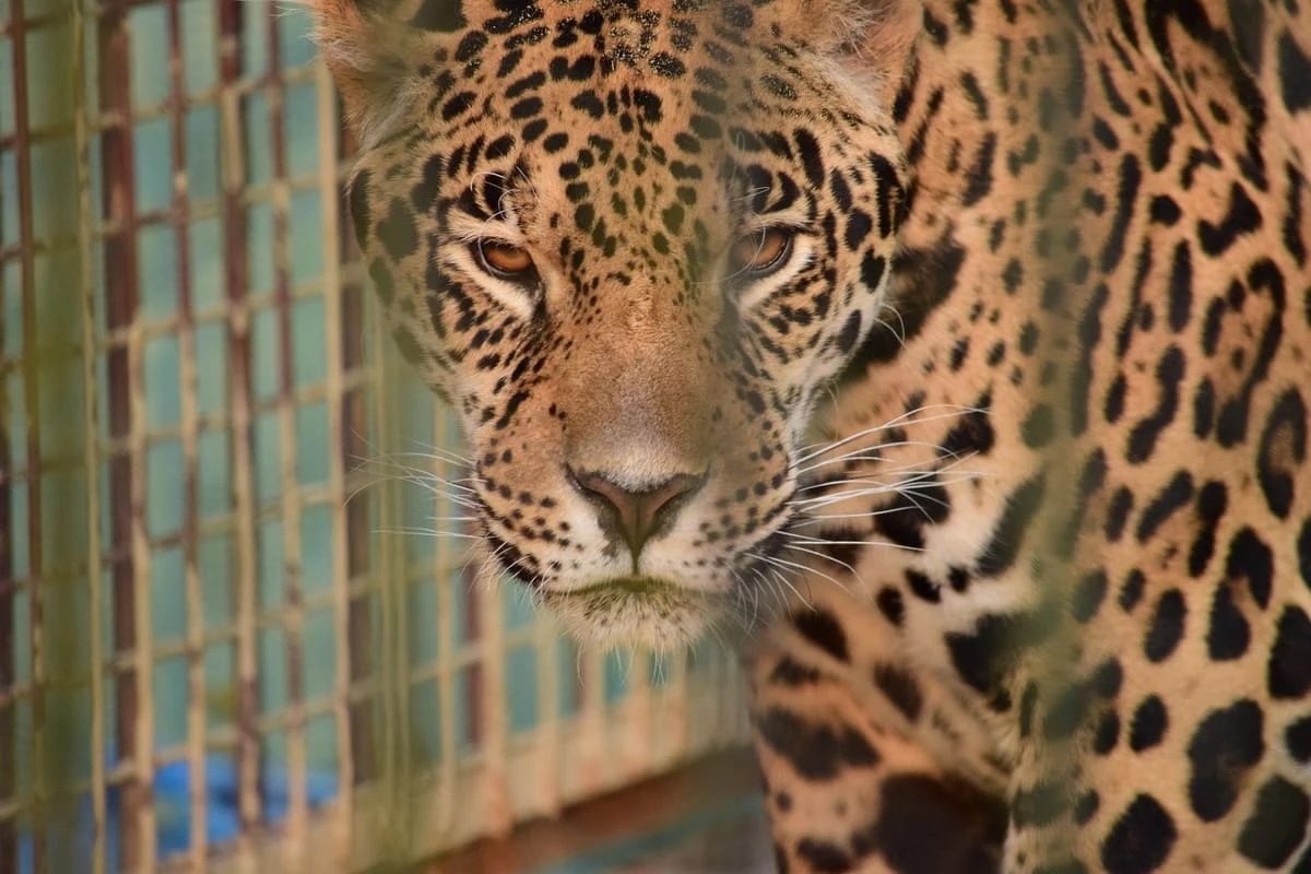 東武動物公園で飼育中のジャガー