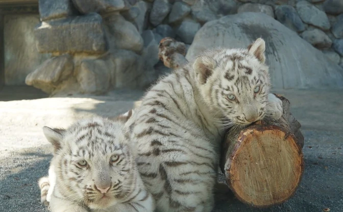 東武動物公園、人気の赤ちゃんホワイトタイガーを「コタ」と「ハク」と命名