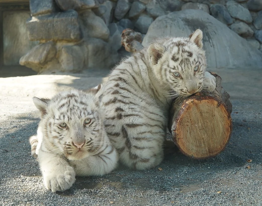 東武動物公園、人気の赤ちゃんホワイトタイガーを「コタ」と「ハク」と命名